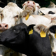 Image for article titled How the Agriculture Industry Funds Pro-Beef 'Science'
